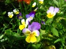Stiefmtterchen - Viola tricolor * 1198 x 899 * (345KB)